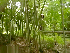 Crazy sex video Japanese exotic watch show