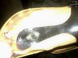 Cum on toes/Sandles