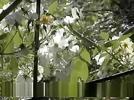 French outdoor anal and pussy sex
