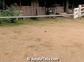 Jungle Tails4 With Michelle St  James