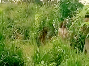 Jungle