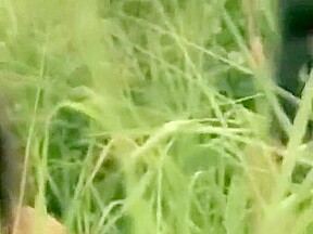 Jungle