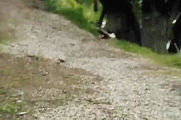 Latina Hot Vixen Outdoor Foot Fetish Solo