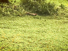 Leo Lulu - Interrupted By A Buffalo? Intense Deepthroat With Cum In Mouth